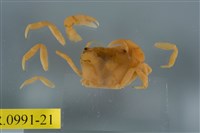 藏品(平背蜞)的圖片